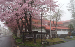 �Ȋуy���V�����̎ʐ^